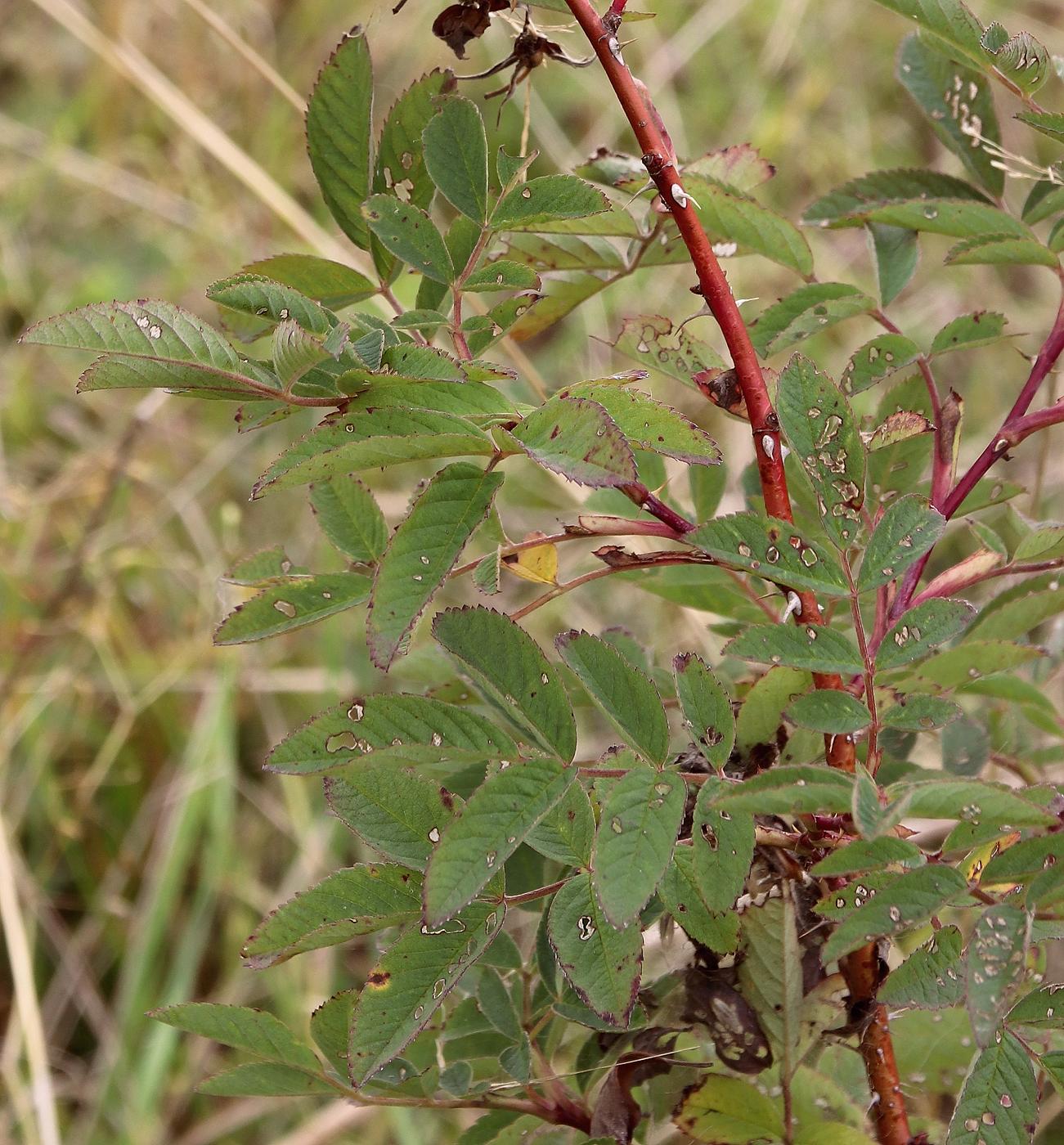 Image of Rosa cinnamomea specimen.