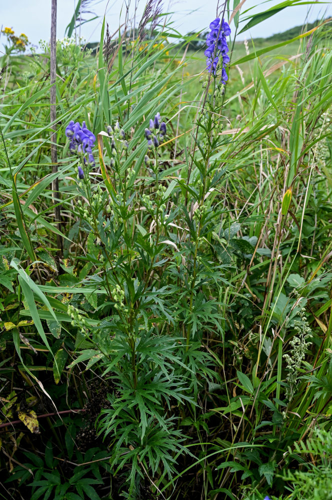 Изображение особи Aconitum sachalinense.