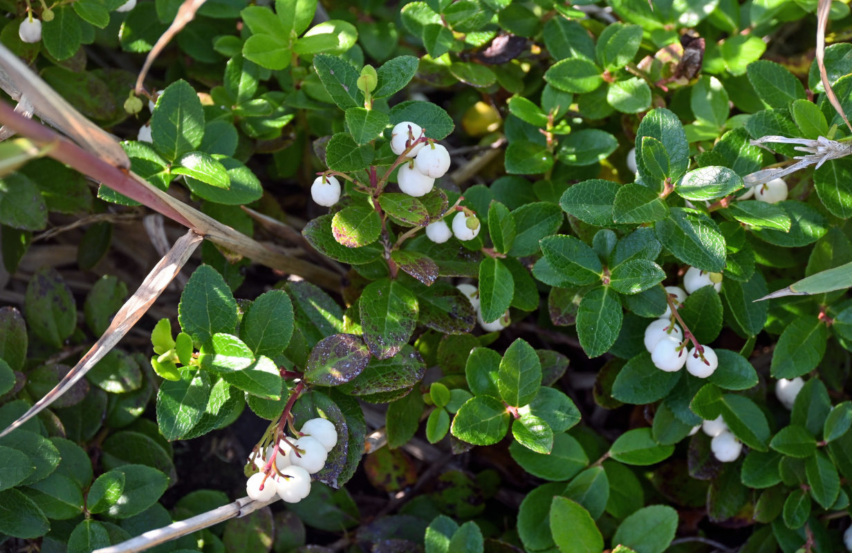 Image of Gaultheria miqueliana specimen.