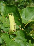 Tilia amurensis