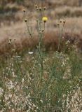 Centaurea reflexa