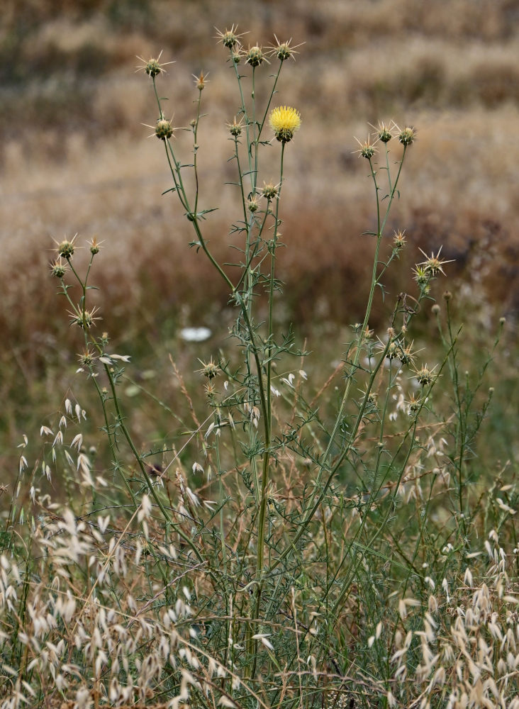 Изображение особи Centaurea reflexa.