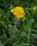 Achillea arabica