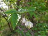 Staphylea colchica. Соцветие и листья. Краснодарский край, городской округ Сочи, Адлерский р-н, окр. с. Казачий Брод, на краю обрыва. 17.04.2023.