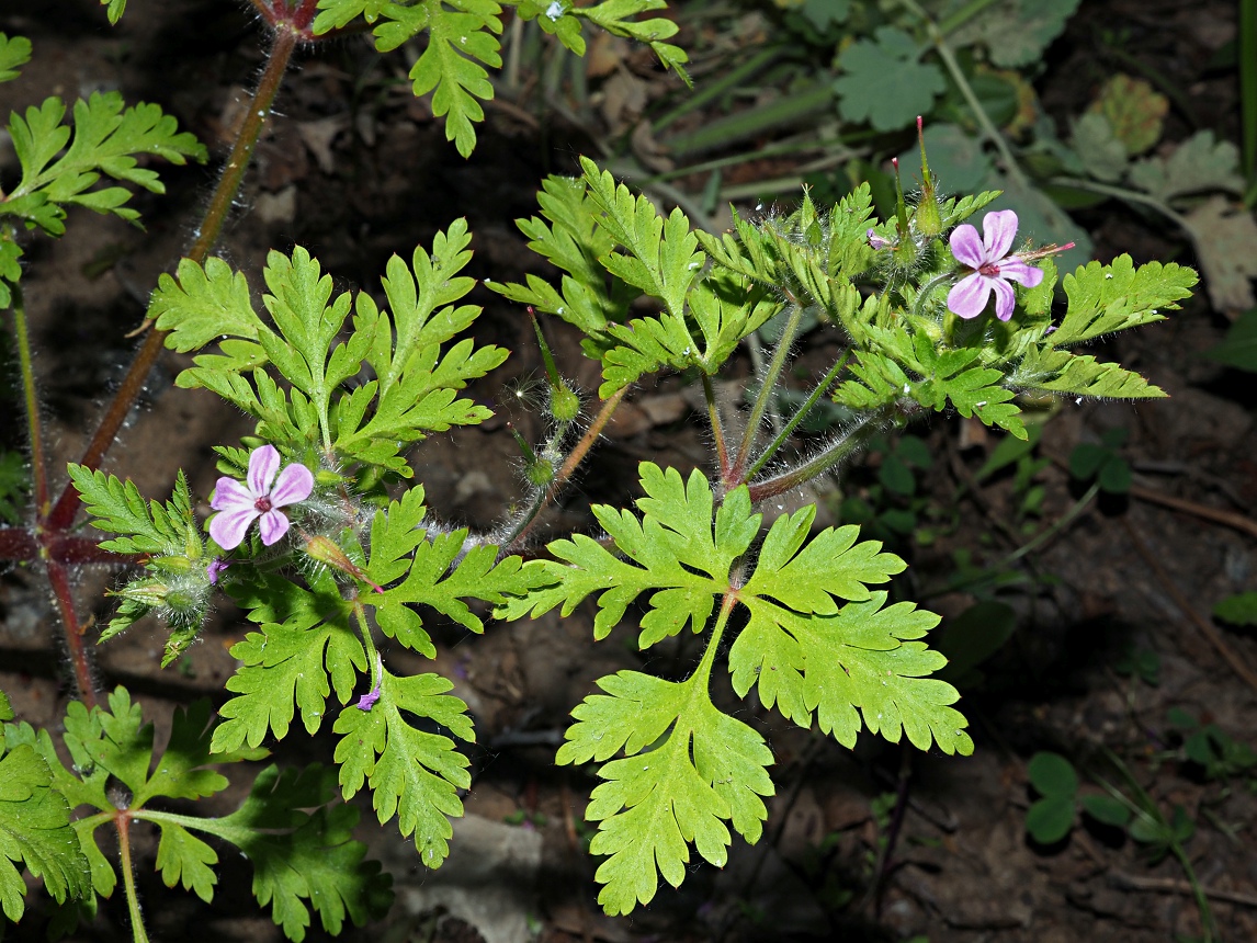 Изображение особи Geranium robertianum.