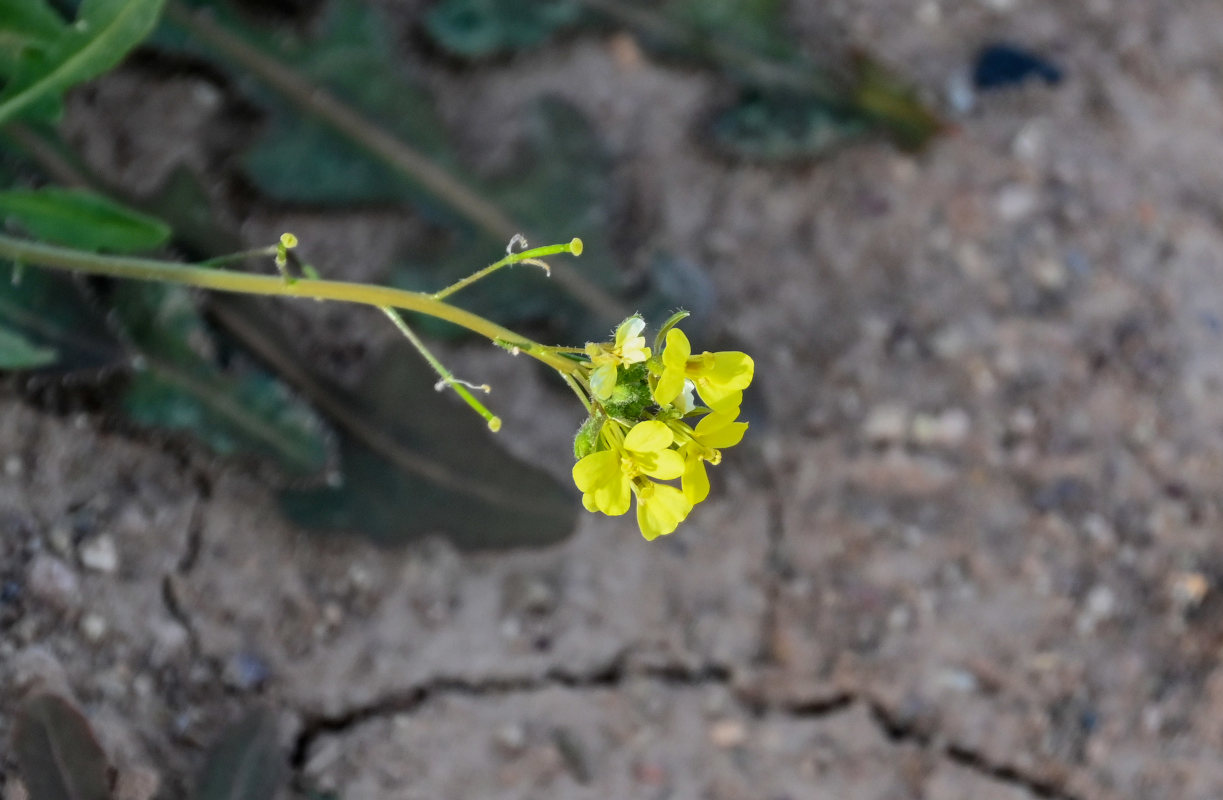 Изображение особи Diplotaxis virgata.