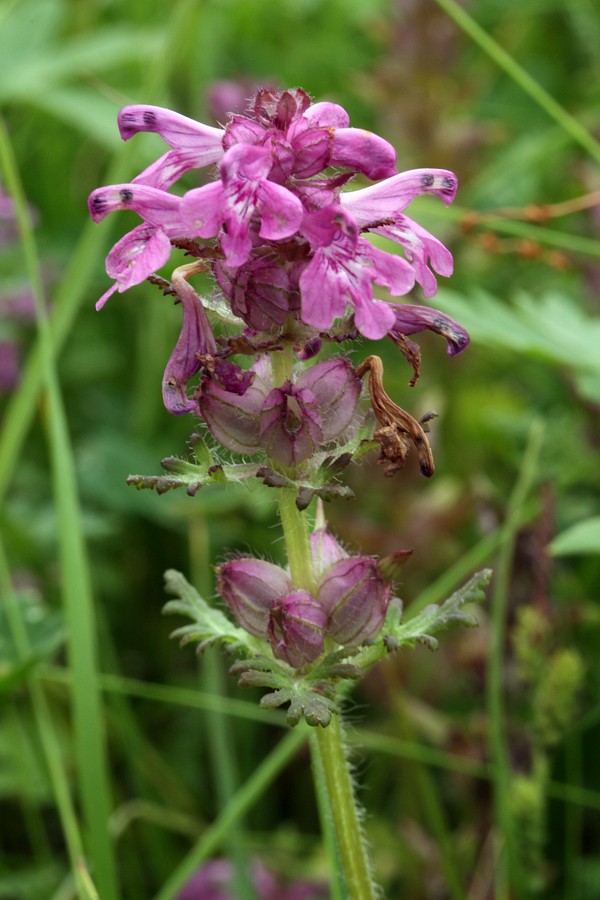Изображение особи Pedicularis verticillata.