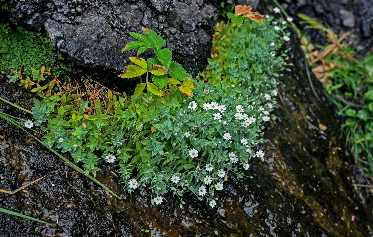 Image of Stellaria ruscifolia specimen.