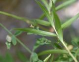 Inula ensifolia. Лист (вид на абаксиальную поверхность). Республика Адыгея, окр. пос. Каменномостский, верхняя часть левого борта долины р. Аминовка, поляна в дубовом лесу. 30 июля 2023 г.