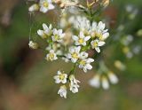 Eremogone longifolia