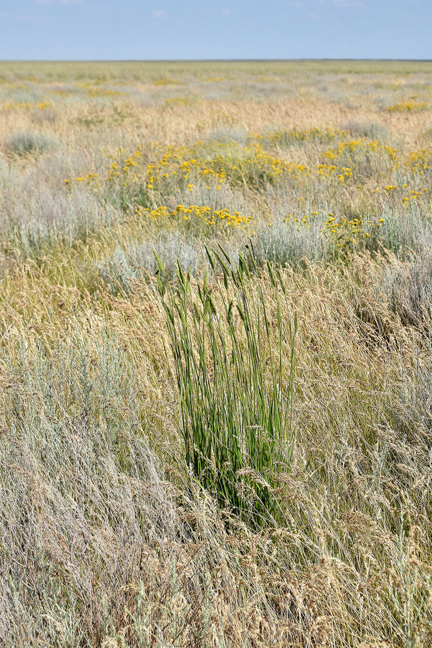 Изображение особи Agropyron desertorum.