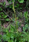 Pedicularis incarnata. Расцветающее растение в сообществе с Alchemilla, Aquilegia и Angelica. Хакасия, Орджоникидзевский р-н, верховья р. Правая Сарала, луговой склон. 08.06.2022.