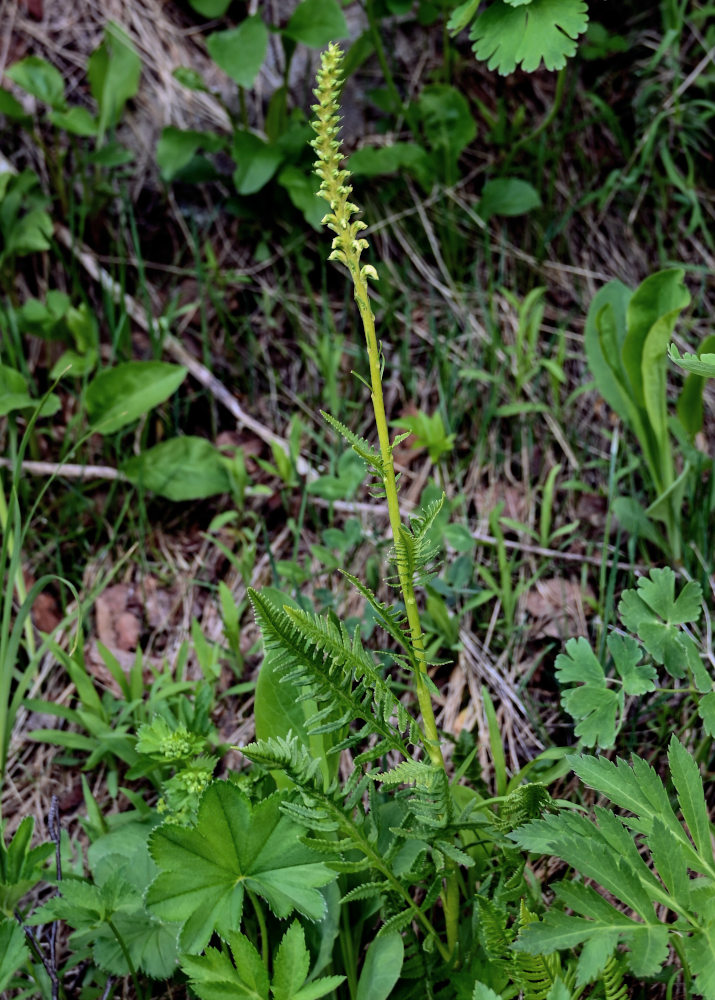 Изображение особи Pedicularis incarnata.