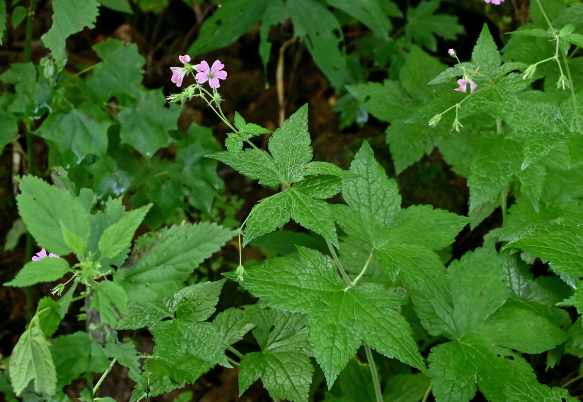 Image of Geranium gracile specimen.