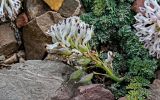 Cysticorydalis fedtschenkoana. Верхушка побега с соцветием и созревающими плодами. Киргизия, Ошская обл., Памир, Заалайский хр., долина руч. Разведывательный, ур. Луковая Поляна, ≈ 3800 м н.у.м., каменистый склон. 06.07.2022.