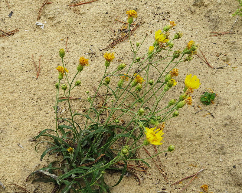 Image of genus Hieracium specimen.