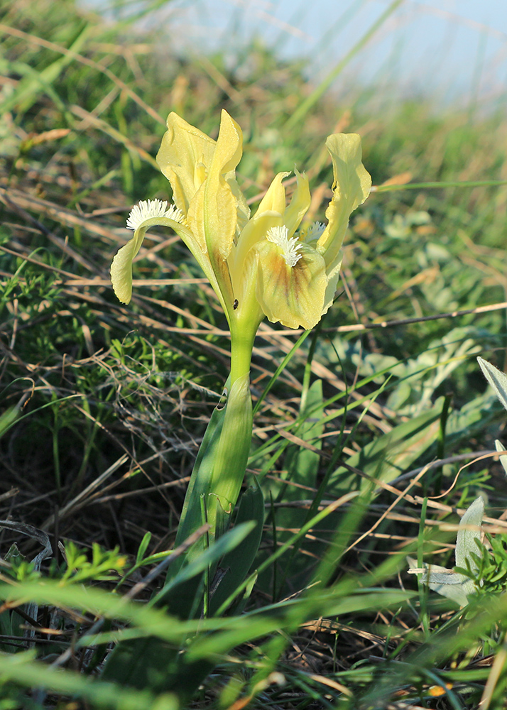 Image of Iris pumila specimen.