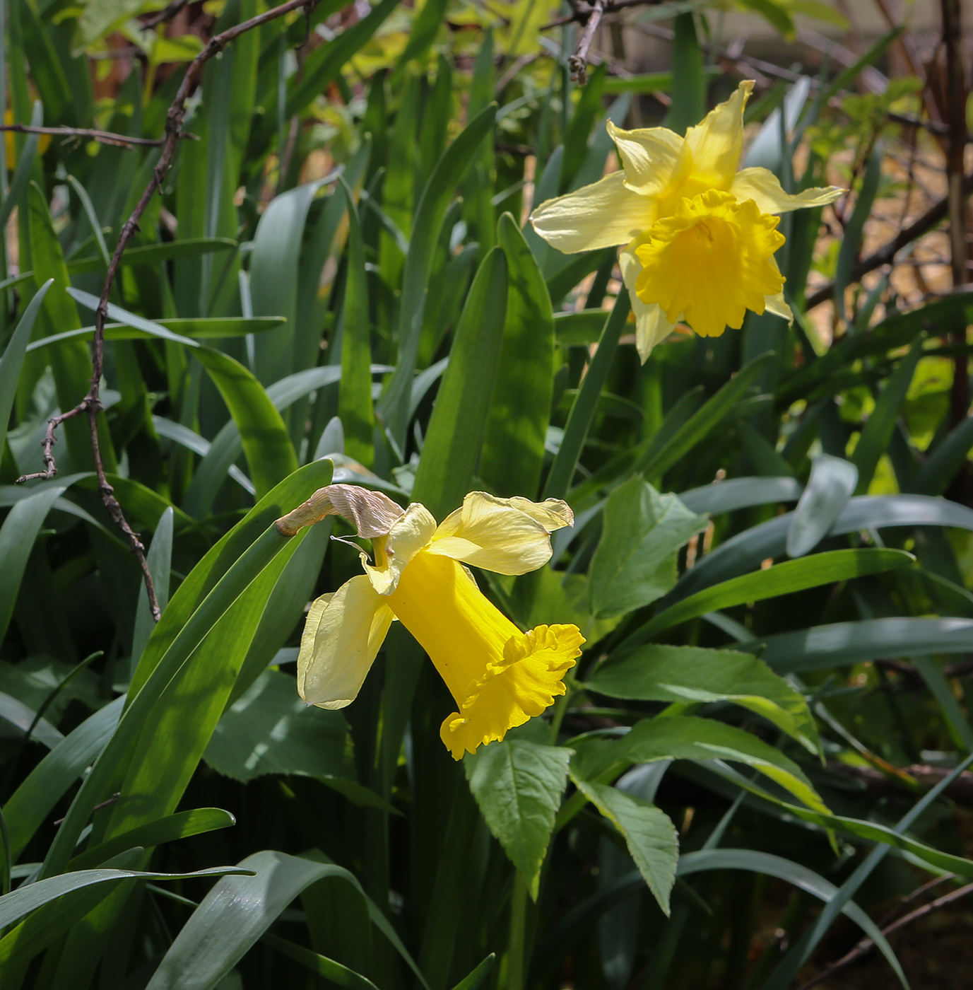 Изображение особи Narcissus pseudonarcissus.