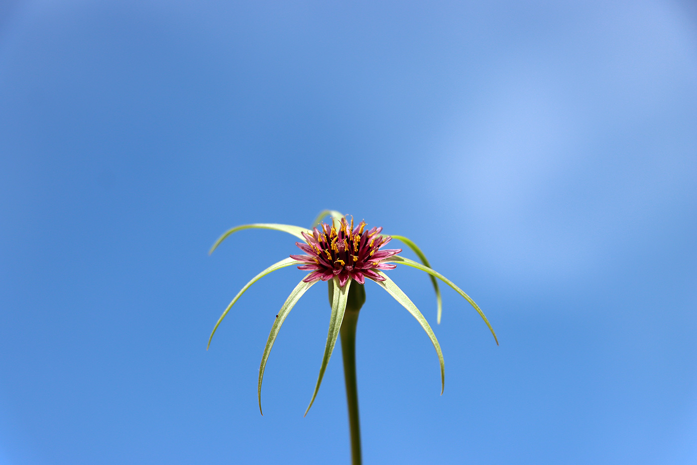 Изображение особи Tragopogon porrifolius ssp. longirostris.