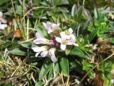 Noccaea bellidifolia