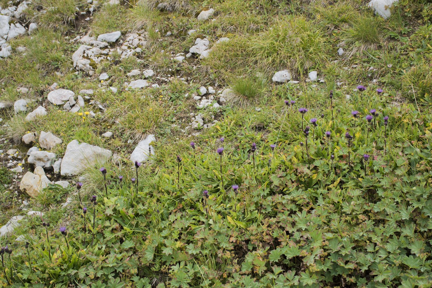 Изображение особи Cirsium simplex.