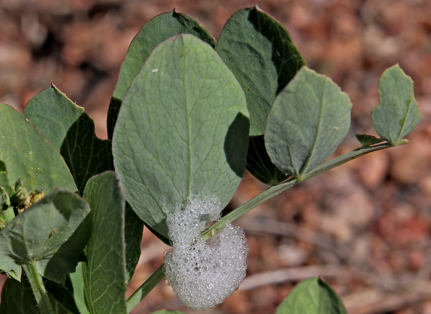 Image of Lathyrus japonicus ssp. pubescens specimen.
