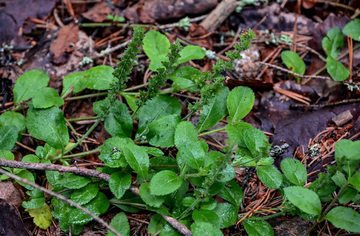 Image of Veronica officinalis specimen.
