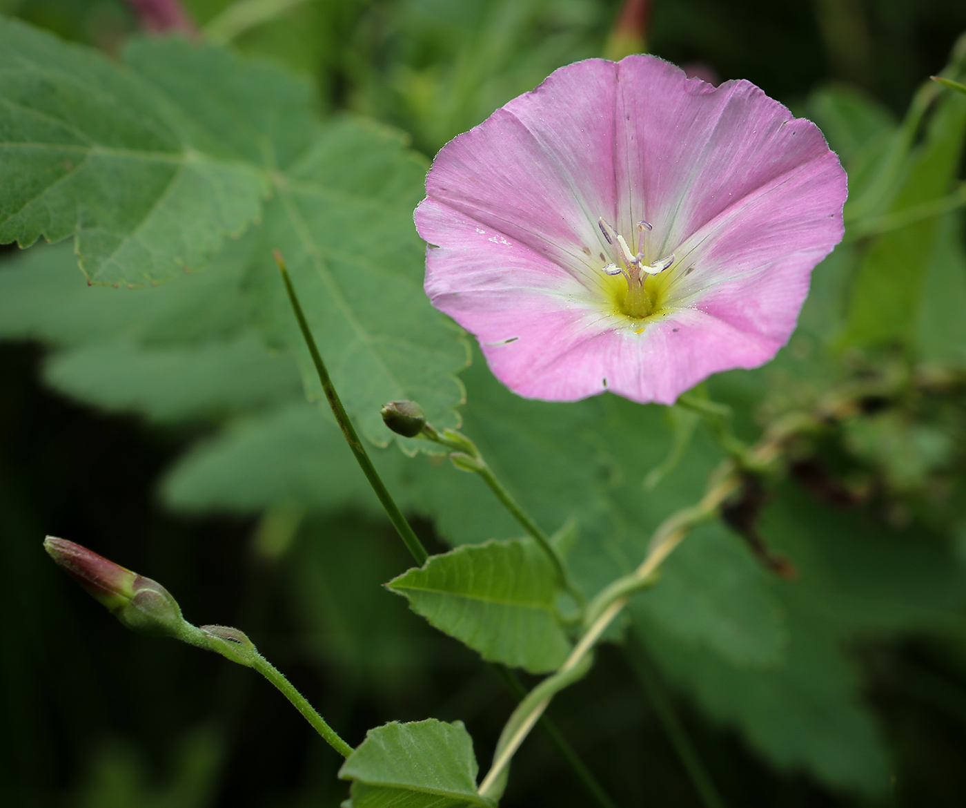 Изображение особи Convolvulus arvensis.