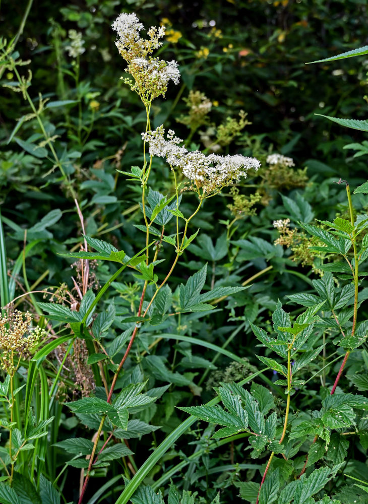 Изображение особи Filipendula ulmaria.