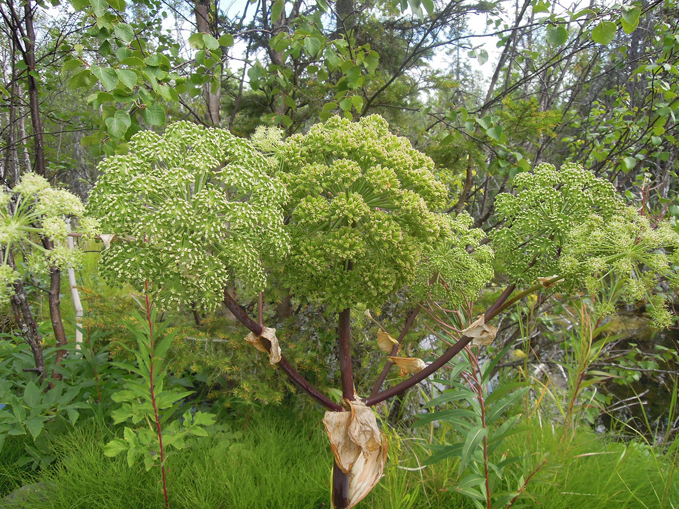 Image of Archangelica officinalis specimen.