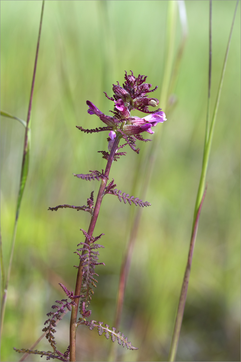 Изображение особи Pedicularis palustris.