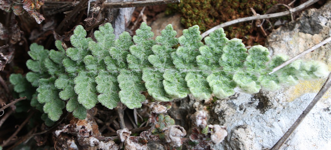 Image of Cosentinia vellea specimen.
