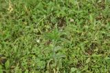 Gentiana cruciata
