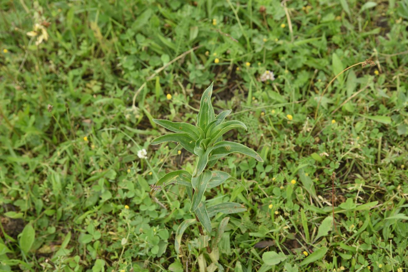 Image of Gentiana cruciata specimen.
