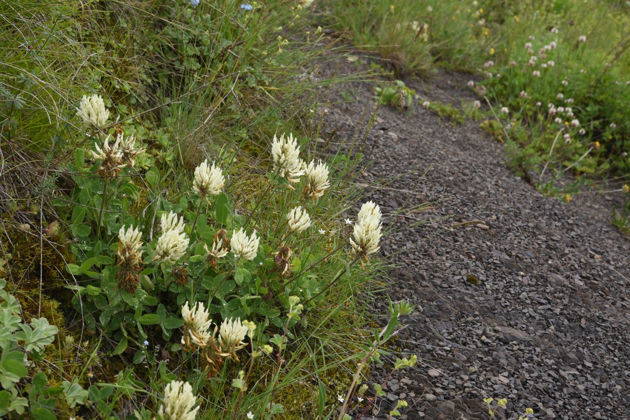 Image of Trifolium canescens specimen.