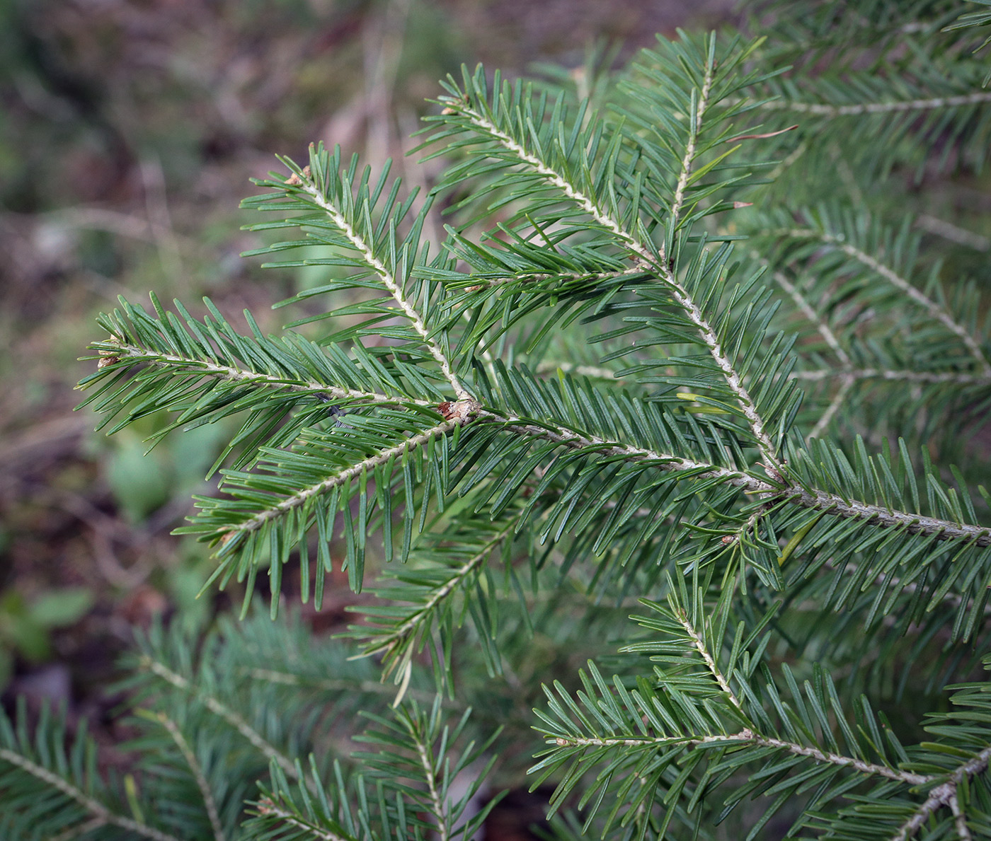Изображение особи Abies sibirica.
