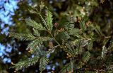 Sequoia sempervirens
