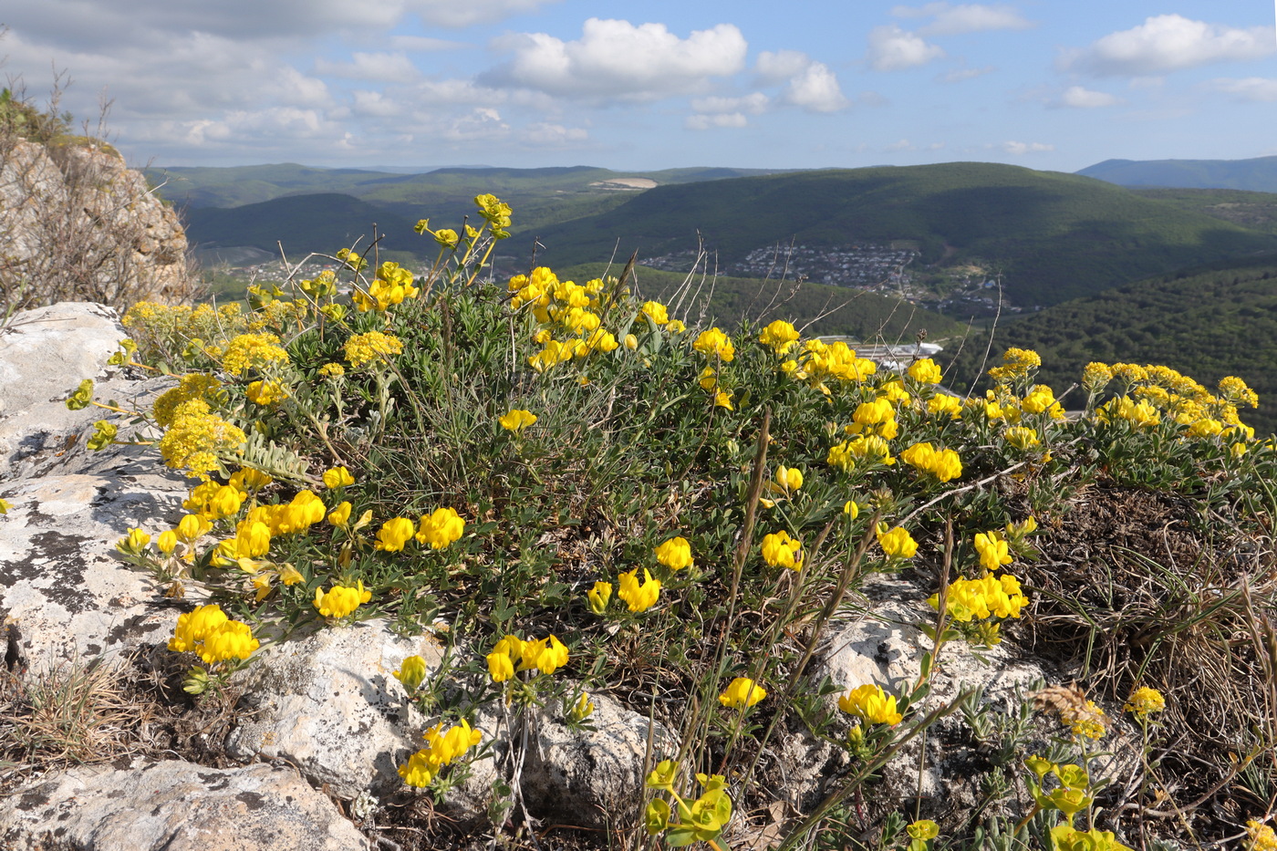 Image of Medicago saxatilis specimen.