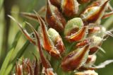 genus Pinus