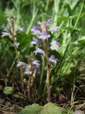 род Phelipanche. Цветущие растения (паразитируют на Vicia sativa). Крым, Севастополь, Байдарская дол., опушка лиственного леса, луг. 29 мая 2025 г.