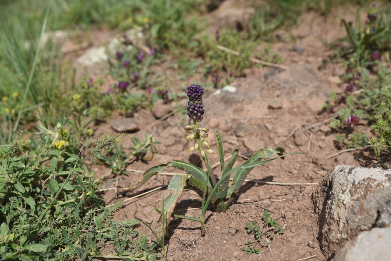 Изображение особи Leopoldia caucasica.