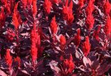 Celosia argentea