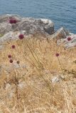 Allium ampeloprasum