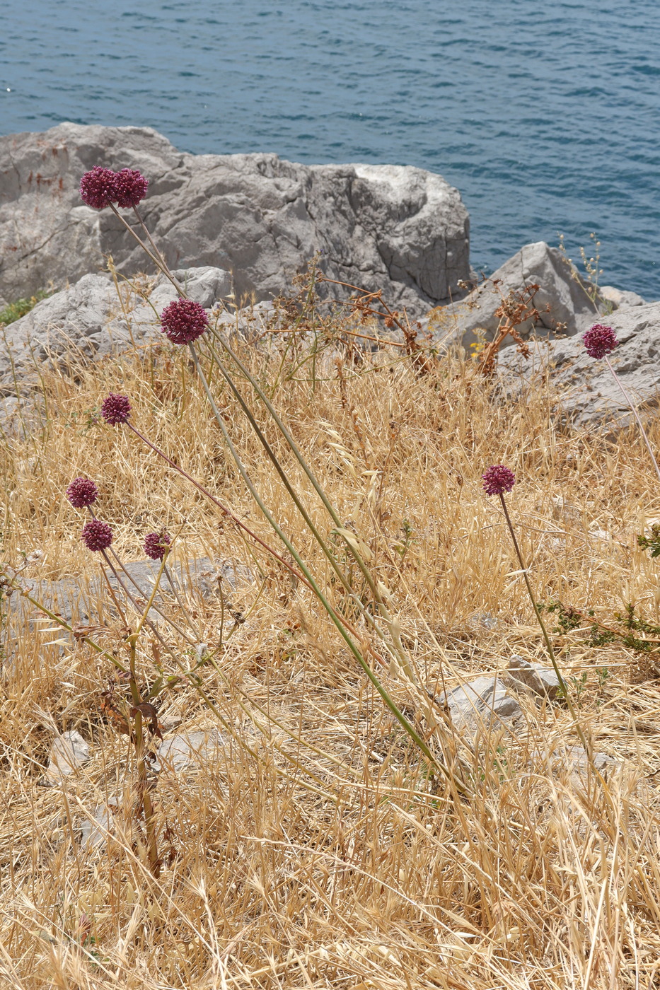 Изображение особи Allium ampeloprasum.