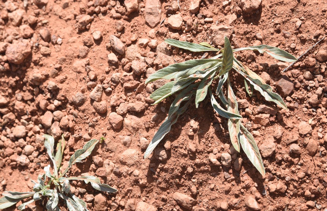 Image of Convolvulus lineatus specimen.