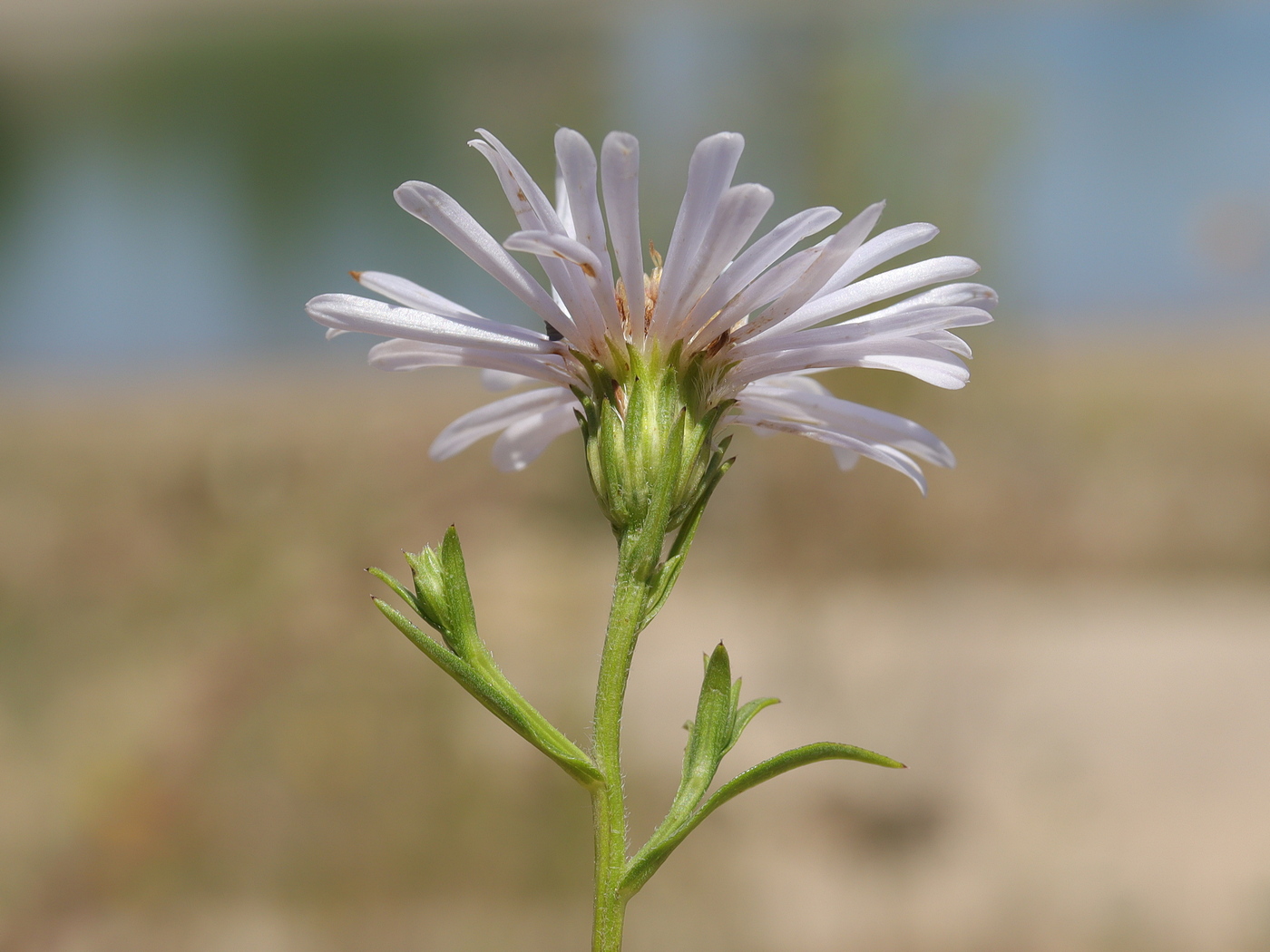 Изображение особи Symphyotrichum &times; salignum.