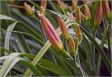Hemerocallis × hybrida. Бутоны и листья. Московская обл., Раменский р-н, окр. дер. Хрипань, садовый участок. 24.07.2025.