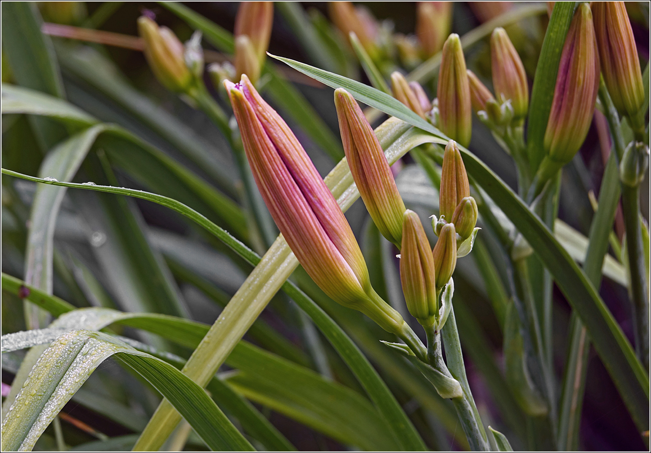 Image of Hemerocallis × hybrida specimen.