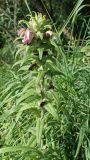 Pedicularis resupinata. Верхушка цветущего и плодоносящего растения. Хабаровский край, окр. г. Комсомольск-на-Амуре, обочина грунтовой дороги. 29.07.2025.