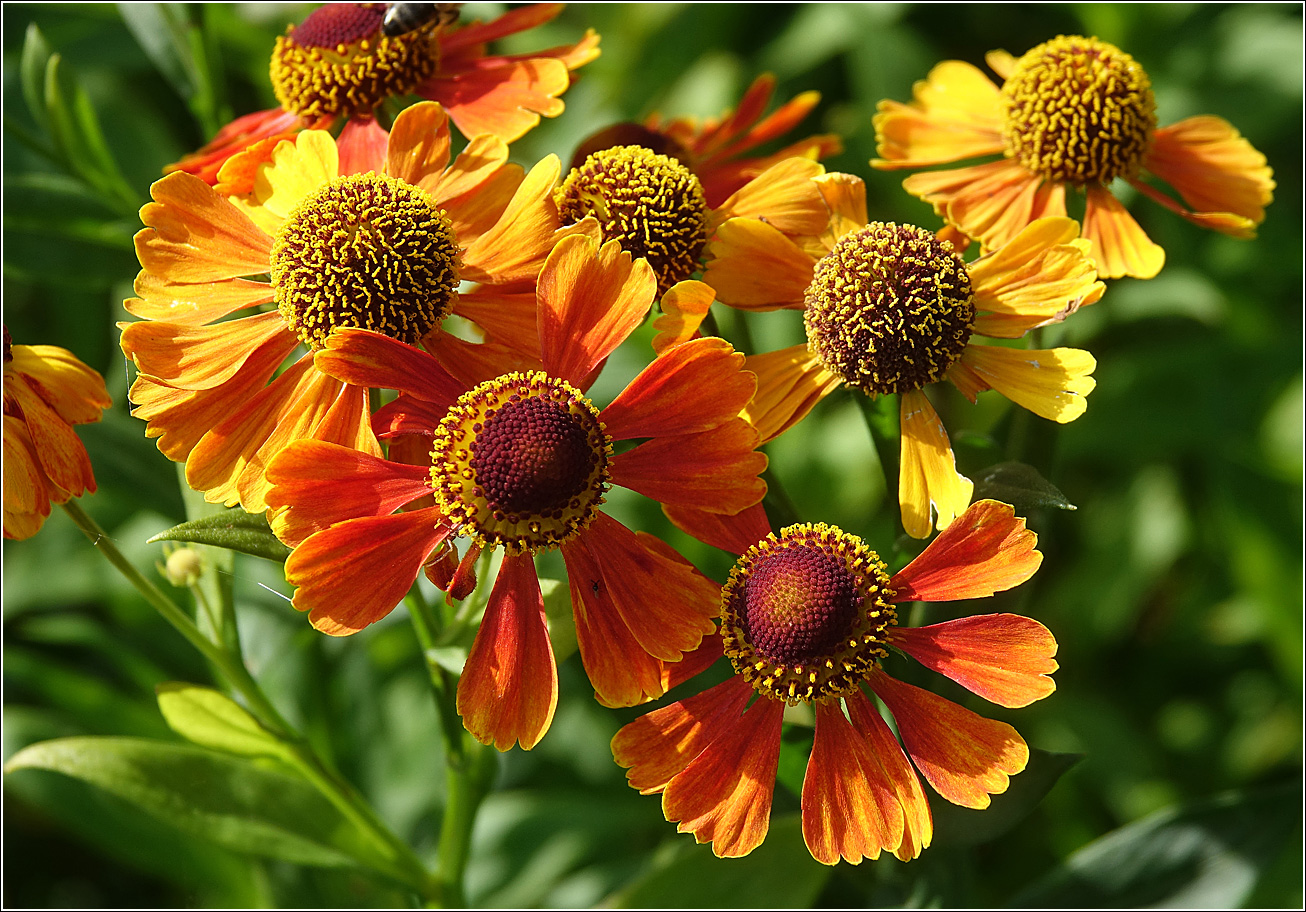 Image of Helenium autumnale specimen.